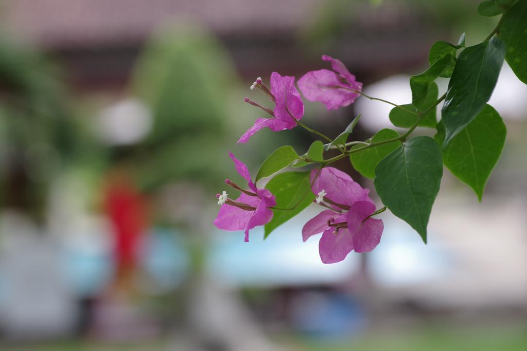 Hotel Tirta Sari Bungalow Pemuteran Exterior foto